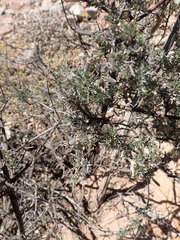 Lotononis dahlgrenii