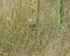 Cisticola lais monticola