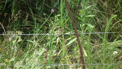 Cisticola lais monticola
