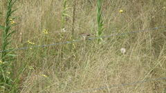Cisticola lais monticola