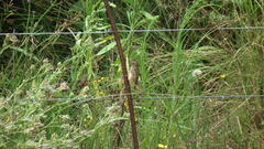 Cisticola lais monticola