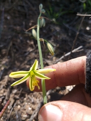 Albuca suaveolens