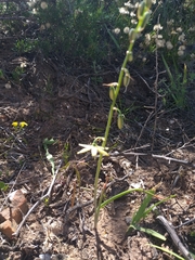 Albuca suaveolens