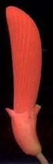 Erythrina humeana