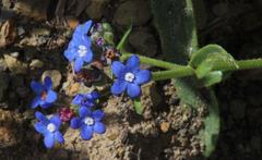 Anchusa capensis