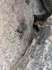 Paradrymadusa galitzini