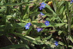 Anchusa capensis
