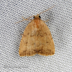 Anachrostis