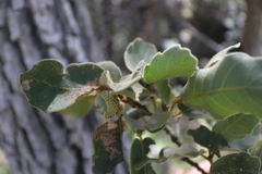 Quercus chihuahuensis