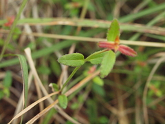 Gonocarpus humilis