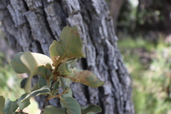 Quercus chihuahuensis