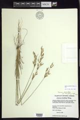 Juncus secundus