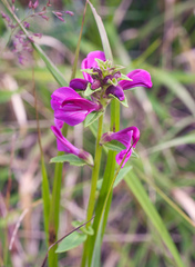 Pedicularis resupinata microphylla