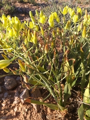 Albuca schoenlandii