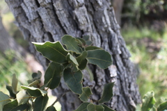 Quercus chihuahuensis