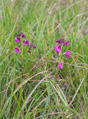 Pedicularis resupinata microphylla