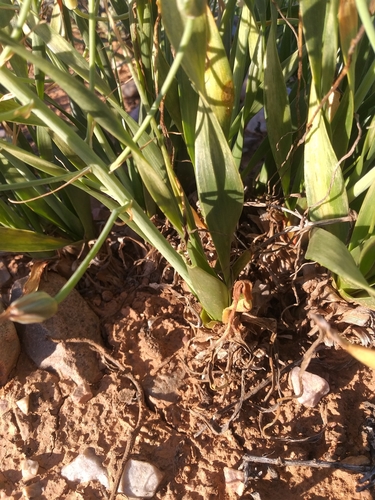 Albuca schoenlandii