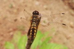 Aethriamanta brevipennis
