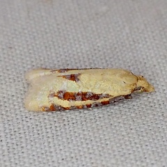 Sparganothis bistriata