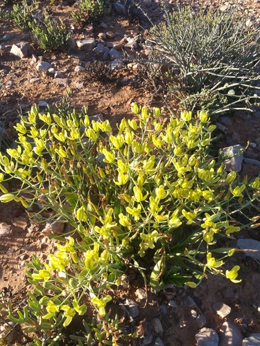 Albuca schoenlandii