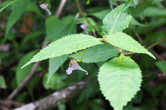 Impatiens hypophylla microhypophylla