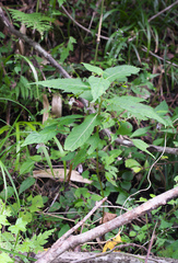 Impatiens hypophylla microhypophylla