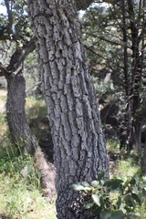Quercus chihuahuensis