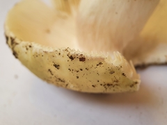 Russula violeipes