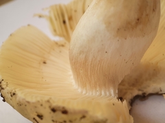 Russula violeipes