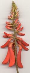 Erythrina humeana