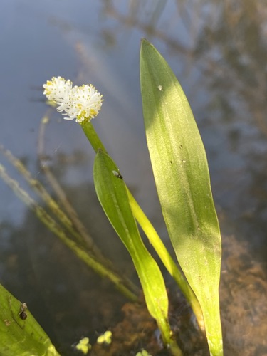 Aponogeton natalensis image