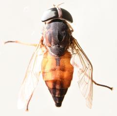 Atylotus nigromaculatus