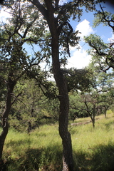 Quercus chihuahuensis