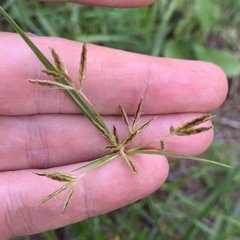 Cyperus amabilis