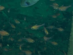 Pempheris klunzingeri