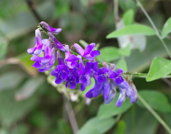 Vicia pseudo-orobus