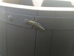 Melanoplus punctulatus