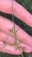 Cyperus amabilis