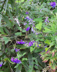 Vicia pseudo-orobus
