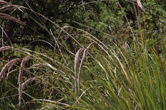 Miscanthus ecklonii