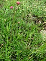 Senecio discodregeanus