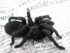 Selenocosmiinae