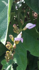 Canavalia ensiformis