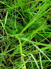 Senecio discodregeanus