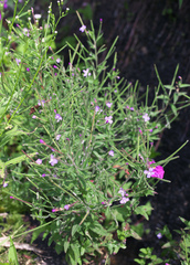 Epilobium pyrricholophum