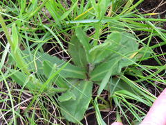 Senecio discodregeanus