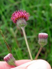 Senecio discodregeanus
