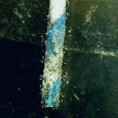 Saccharomyces cerevisiae