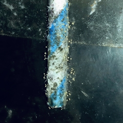 Saccharomyces cerevisiae