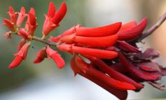 Erythrina humeana